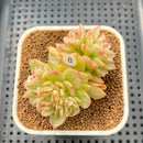 Sedeveria 'Rolly' Variegated 2"-3" Succulent Plant Cutting