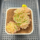 Sedeveria 'Rolly' Variegated 2"-3" Succulent Plant Cutting