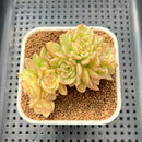 Sedeveria 'Rolly' Variegated 2"-3" Succulent Plant Cutting