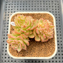 Sedeveria 'Rolly' Variegated 2"-3" Succulent Plant Cutting