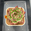Echeveria Agavoides 'Cherny' 3" Succulent Plant Cutting