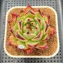 Echeveria Agavoides 'Cherny' 3" Succulent Plant Cutting