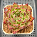 Echeveria Agavoides 'Cherny' 3" Succulent Plant Cutting