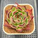 Echeveria Agavoides 'Cherny' 3" Succulent Plant Cutting