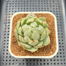 Echeveria Agavoides 'Queens Maria' Variegated 2"-3" Succulent Plant Cutting