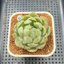 Echeveria Agavoides 'Queens Maria' Variegated 2"-3" Succulent Plant Cutting