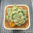 Echeveria Agavoides 'Queens Maria' Variegated 2"-3" Succulent Plant Cutting