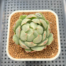 Echeveria Agavoides 'Queens Maria' Variegated 2"-3" Succulent Plant Cutting