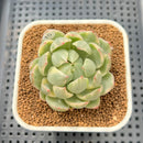 Echeveria Agavoides 'Queens Maria' Variegated 2"-3" Succulent Plant Cutting