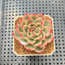 Echeveria Agavoides 'Indigo Ebony' Variegated 2" Succulent Plant Cutting