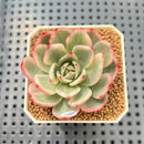 Echeveria Agavoides 'Indigo Ebony' Variegated 2" Succulent Plant Cutting