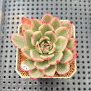 Echeveria Agavoides 'Indigo Ebony' Variegated 2" Succulent Plant Cutting