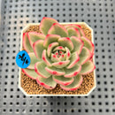 Echeveria Agavoides 'Indigo Ebony' Variegated 2" Succulent Plant Cutting