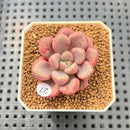Graptopetalum 'Polari Heart' 2” Succulent Plant Cutting