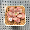 Graptopetalum 'Polari Heart' 2” Succulent Plant Cutting