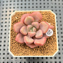 Graptopetalum 'Polari Heart' 2” Succulent Plant Cutting