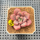 Graptopetalum 'Polari Heart' 2” Succulent Plant Cutting