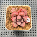Graptopetalum 'Polari Heart' 2” Succulent Plant Cutting