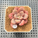 Graptopetalum 'Polari Heart' 2” Succulent Plant Cutting