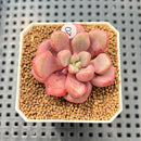Graptopetalum 'Polari Heart' 2” Succulent Plant Cutting