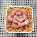 Graptopetalum 'Polari Heart' 2” Succulent Plant Cutting