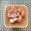 Graptopetalum 'Polari Heart' 2” Succulent Plant Cutting