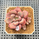 Graptopetalum 'Polari Heart' 2” Succulent Plant Cutting
