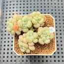 Echeveria 'Sugarplum' 2" Succulent Plant Cutting