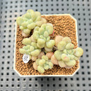 Echeveria 'Sugarplum' 2" Succulent Plant Cutting