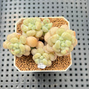 Echeveria 'Sugarplum' 2" Succulent Plant Cutting