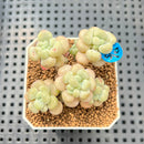 Echeveria 'Sugarplum' 2" Succulent Plant Cutting