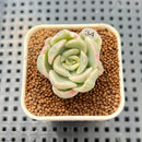 Pachyveria 'Worthy One' Variegated 1" Succulent Plant Cutting