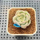 Pachyveria 'Worthy One' Variegated 1" Succulent Plant Cutting