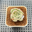 Pachyveria 'Worthy One' Variegated 1" Succulent Plant Cutting
