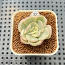 Pachyveria 'Worthy One' Variegated 1" Succulent Plant Cutting
