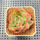 Echeveria 'Raja' Striated Variegated 2" Succulent Plant Cutting