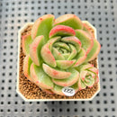 Echeveria 'Raja' Striated Variegated 2" Succulent Plant Cutting