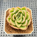 Echeveria 'Raja' Striated Variegated 2" Succulent Plant Cutting