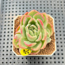 Echeveria 'Raja' Striated Variegated 2" Succulent Plant Cutting