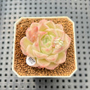 Echeveria 'Pink Merry' 1" Succulent Plant Cutting