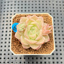 Echeveria 'Pink Merry' 1" Succulent Plant Cutting