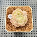 Echeveria 'Pink Merry' 1" Succulent Plant Cutting