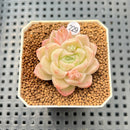 Echeveria 'Pink Merry' 1" Succulent Plant Cutting