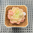 Echeveria 'Pink Merry' 1" Succulent Plant Cutting