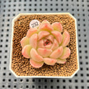 Echeveria 'Aubergine' 1" Succulent Plant Cutting