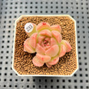 Echeveria 'Aubergine' 1" Succulent Plant Cutting