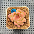 Echeveria 'Aubergine' 1" Succulent Plant Cutting