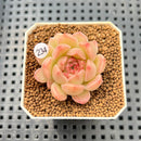 Echeveria 'Aubergine' 1" Succulent Plant Cutting
