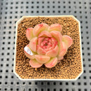 Echeveria 'Aubergine' 1" Succulent Plant Cutting