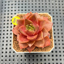Echeveria 'Mysterious Rose' 2"-3" Succulent Plant Cutting